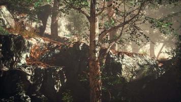 bosque de verano con niebla profunda video