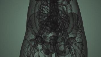 Escaneo de cuerpo de mujer 3d mri video