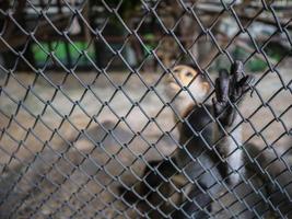 Red-shanked douc monkey,Pygathrix nemaeus monkey behind the cage photo