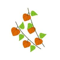 Physalis branch. Orange flower. Ornamental plant. vector