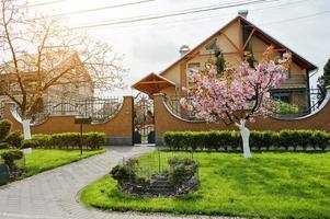 Green lawn with bushes and cherry tree with blossom photo