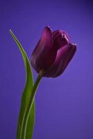 Dark purple tulip on a bright green stem isolated on a purple background. photo