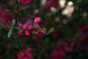 A branch of an apple tree with pink buds . photo