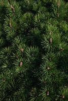 Branches of young fir trees with dense canvas buds. photo