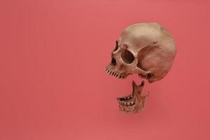 el cráneo humano aislado en un fondo rosa. foto
