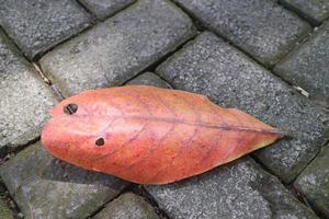 hojas secas de ketapang en un bloque de pavimentación foto