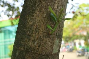 los brotes de las hojas del árbol ketapang foto