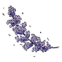 Hand drawn vector lavender branch isolated on white background. Template for greeting card. Cute botanical illustration for wedding invitations, print, web, design, decor.