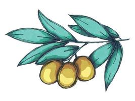 Vector illustration of olive branch. Colorful hand drawn eco food clipart isolated on white background.