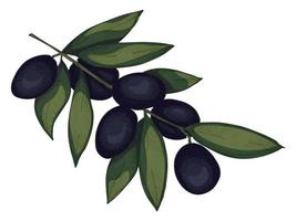 Vector illustration of olive branch. Colorful hand drawn eco food clipart isolated on white background.