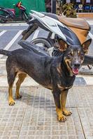 Stray hungry street dog Nai Thon Naithon Beach Phuket Thailand. photo