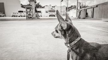 Perro con correa esperando en la gasolinera Gulf Petrol México. foto