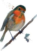 Robin bird watercolor illustration portrait