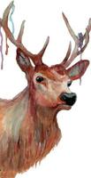 watercolor stag illustration vector