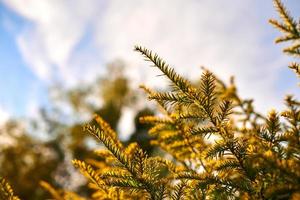 Yew tree Taxus baccata branch copy space, evergreen yew tree in beautiful sunlight, sunny weather photo