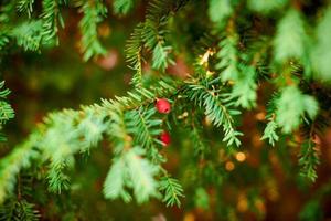 Evergreen European yew tree foliage close up, Taxus baccata tree, green evergreen tree branches photo