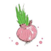 Hand drawn realistic red onion bulb with green leaves. vector