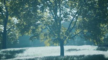 Lush green young leaves of maple illuminated by bright sunlight at spring video