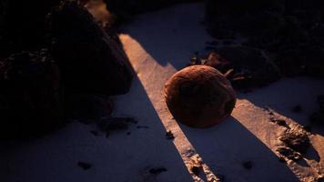 brown coconut on the beach sand video