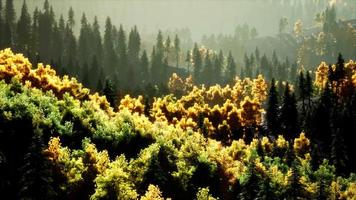 coucher de soleil lumineux dans les montagnes avec forêt video