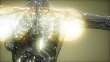 imagen de rayos x del cuerpo humano video