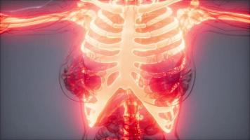 Transparent Human Body with Visible Bones video