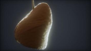 loop 3d renderad medicinskt korrekt animering av den mänskliga lungan video