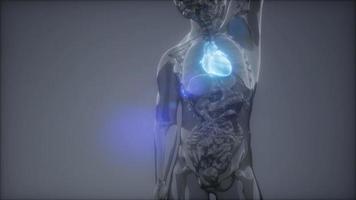 exame de radiologia do coração humano