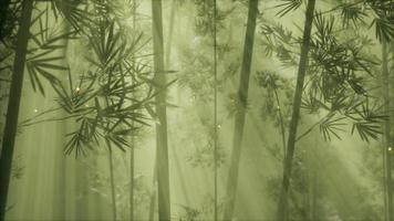 bosque de bambú asiático con clima de niebla matutina video