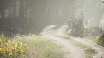 Sunbeams entering coniferous stand on a misty summer morning video