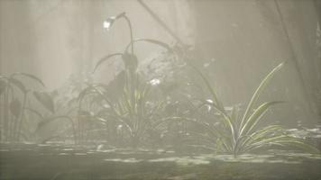 Sun shining through trees and fog in a tropical river