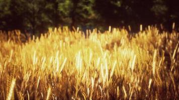 Scene of sunset or sunrise on the field with young rye or wheat in the summer video