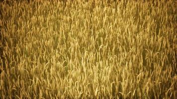 Ripe yellow rye field under beautiful summer sunset sky with clouds video