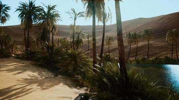 oasis with palm trees in desert video