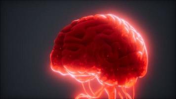 modelo animado del cerebro humano video