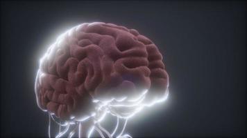 modelo animado del cerebro humano video