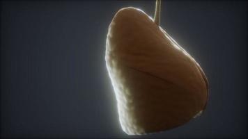 loop 3d rendered medically accurate animation of the human lung video