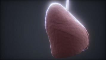 loop 3d prestado animación médica precisa del pulmón humano video