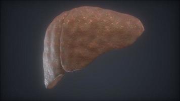 loop 3d rendered medically accurate animation of the human liver video