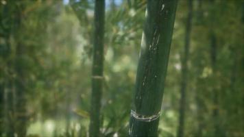 fundo de floresta de árvores de bambu verde video