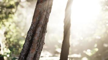 Rays of bursting sunlight in a misty forest video