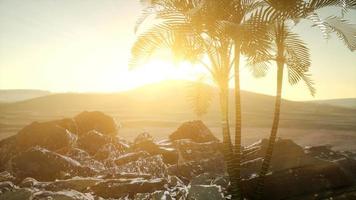 palms in desert at sunset video