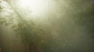 Drone breaking through the fog to show redwood and pine tree video