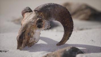 crâne avec des cornes de bélier sur la plage
