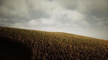 Dark stormy clouds over wheat field video
