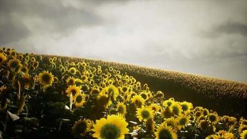 schöne sonnenblumen und wolken in einem texas-sonnenuntergang video