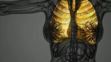 scansione di anatomia scientifica dei polmoni umani video