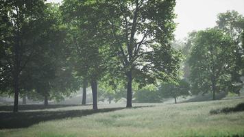 Big mapple tree with green leaves in a summer day video