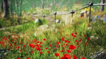 champ d'herbe et arbres forestiers video