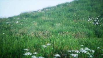 grüne Hügel mit frischem Gras und wilden Blumen zu Beginn des Sommers video